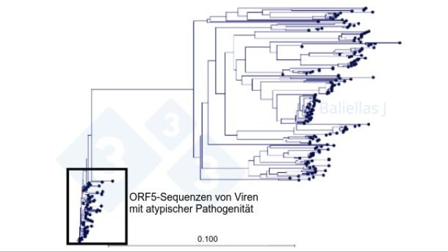 Abbildung 1: Phylogenetischer Baum mit der Historie der in einer Region entdeckten ORF5-Sequenzen im Zeitraum von 4 Jahren