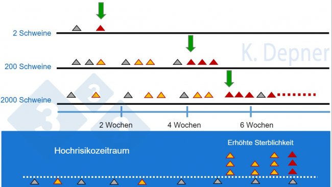 Abbildung 1: Hochrisikozeitraum & Betriebsgröße: In Kleinbetrieben lässt sich ASP aufgrund der geringen Anzahl von Tieren im Allgemeinen früh erkennen. In Großbetrieben können die ersten Tiere, die an ASP erkranken und sterben, übersehen werden.
