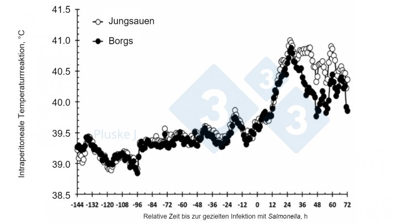 Abbildung 2: Auswirkung der Geschlechtszugeh&ouml;rigkeit von Jungsauen und Borgs auf die intraperitoneale Temperaturreaktion nach einer oralen Infektion mit Salmonella typhimurium. Es gab eine Wechselwirkung zwischen Geschlecht und Zeit (P &lt; 0,001), wobei Jungsauen zwischen 36 und 63 sowie 72 Stunden nach der gezielten Infektion eine st&auml;rkere Temperaturreaktion zeigten als Borgs (nach Burdick Sanchez et al., 2017).
