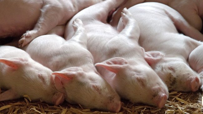 pig welfare