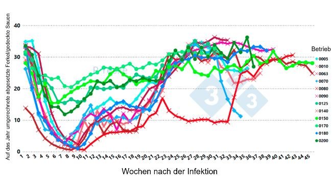 Abbildung 2: Die Abbildung zeigt die Veränderungen bei den jährlich abgesetzten Ferkeln/gedeckten Sauen im Laufe der Zeit nach einer Infektion mit PRRSv (1-4-4 L1C-Variante in 12 verschiedenen Betrieben, was den Produktivitätsrückgang verdeutlicht, der bis zu 30 Wochen dauert, bis sich der Betrieb wieder erholt).