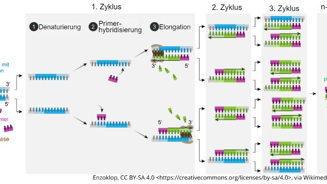 Schematische Darstellung des Ablaufs der PCR
