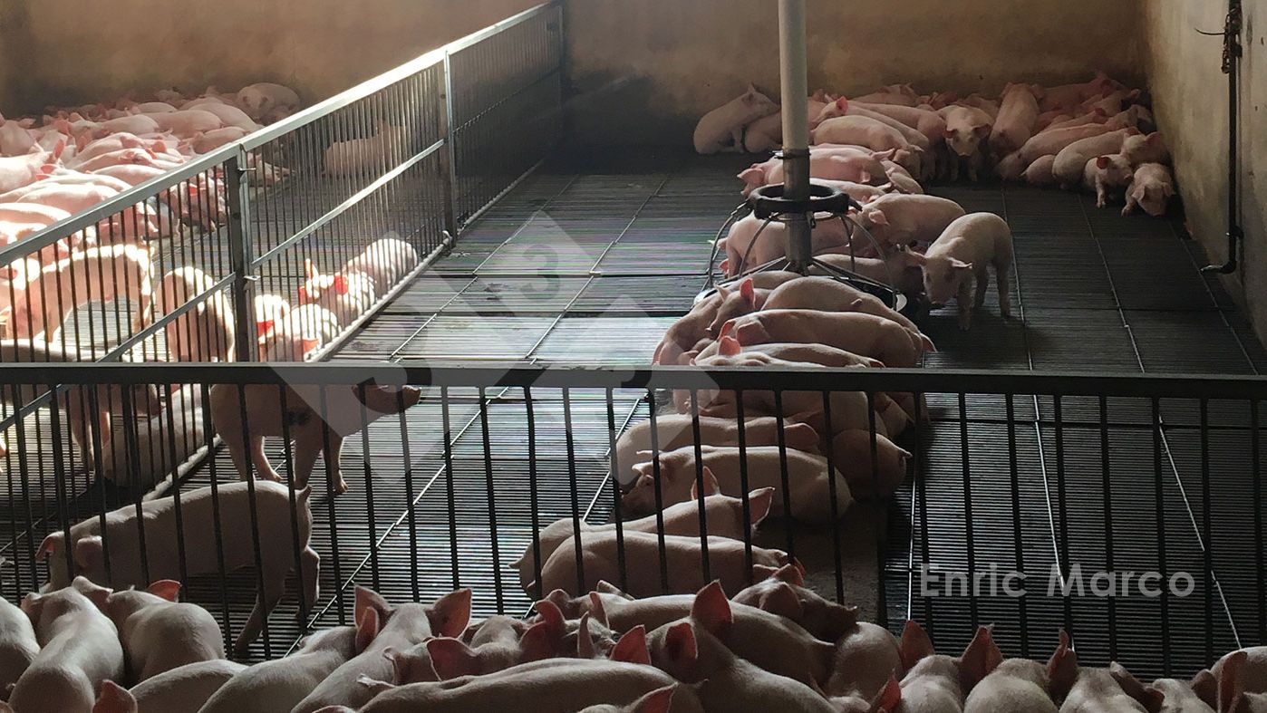 Foto 1: Frierende Ferkel
