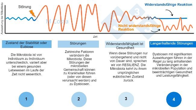 Abbildung 1: Hypothetisches Diagramm zur Darstellung der Reaktion der Mikrobiota auf eine Störung 1) Gesunde Individuen haben ein normales Maß an Variation in ihrer Mikrobiota, das nicht zu Krankheiten führt (dies wird als Eubiose bezeichnet). 2) Eine Störung (z. B. Hitzestress) kann zu einer Instabilität der Mikrobiota führen, die Krankheiten verursacht. 3) Resiliente Mikrobiota kehren in einen Zustand zurück, der dem vor der Störung ähnelt und in dem keine Krankheit auftritt. 4) Mikrobiota, die nicht widerstandsfähig sind, können sich nicht erholen und leiden daher unter Dysbiose und einem anhaltenden Krankheitszustand.