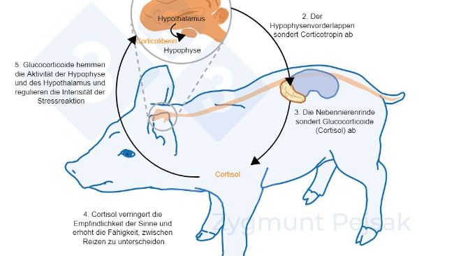 Abbildung 2: Wenige Minuten oder Stunden nach dem Auftreten von Stress wird die Hypothalamus-Hypophysen-Nebennieren-Achse (HHN-Achse) aktiviert. Die Hypophyse sch&uuml;ttet Corticotropin aus, das in der Nebennierenrinde zur Aussch&uuml;ttung von Glucocorticoiden, einschlie&szlig;lich Cortisol, f&uuml;hrt. Glucocorticoide hemmen die Aktivit&auml;t der Hypophyse und des Hypothalamus, wodurch sie die Intensit&auml;t der Stressreaktion regulieren. Cortisol dient bei Schweinen h&auml;ufig als Stressmarker sowie als nichtinvasiver Test f&uuml;r Speichel.
