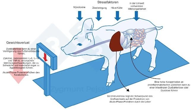 Abbildung 3: Mit einem lang anhaltenden Alarmzustand des Immunsystems verbunden sind zusätzliche Kosten aufgrund zunehmender Appetitlosigkeit und folglich einer längeren Mastdauer. Da der Druck der Umweltstressoren auf die einzelnen Tiere unterschiedlich wirkt, kommt es zu unterschiedlichen Gewichten bei Absetzferkeln oder Mastschweinen gleichen Alters. Gewichtsunterschiede zwischen Tieren gleichen Alters können gravierende wirtschaftliche Folgen haben. Insbesondere bei Jungtieren kann eine Ernährung, die keine für die Stärkung der Infektionsabwehr wichtigen Nährstoffe enthält, die Tiere anfälliger für Infektionen machen.