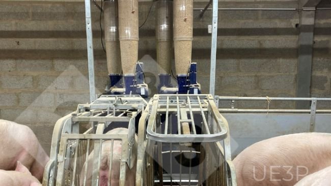 Foto 1: Futterautomaten in einem Wartestall für trächtige Sauen der UE3P, die in der Lage sind, zwei Futtersorten zu mischen und jeder trächtigen Sau jeden Tag eine andere Futterration zur Verfügung zu stellen.