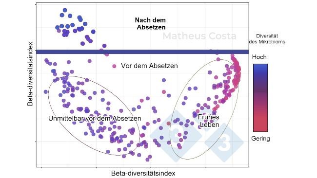 Abbildung 1: Streudiagramm, das die Zusammenhänge zwischen der Zusammensetzung des Mikrobioms von Schweinen in der frühen Lebensphase (0-7 Tage), unmittelbar vor dem Absetzen (21 Tage) und nach dem Absetzen (100 Tage) zeigt. Die größte Veränderung ist zwischen den Proben vor und nach dem Absetzen zu beobachten. Die Alpha-Diversität erreicht ihren Höhepunkt nach dem Absetzen (dargestellt als „Mikrobiom-Diversität“).