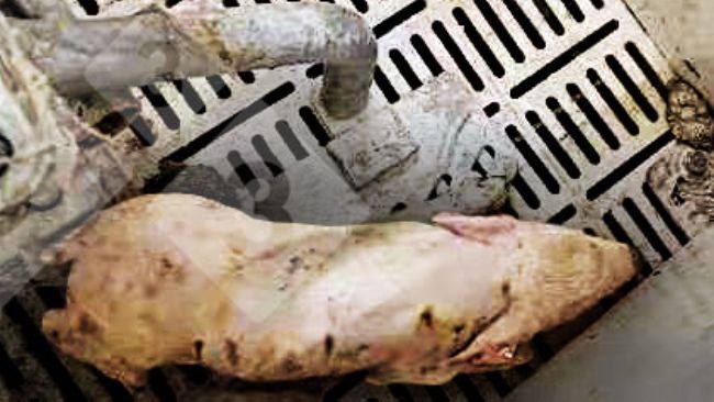 Abbildung 1: Ferkel mit Fieber >40&deg; C, Koordinationsst&ouml;rungen, Zittern, Depression und Durchfall
