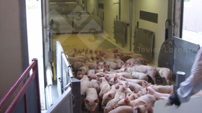 Foto 4: Verladung der Ferkel auf den Lastwagen. Der Lkw ist vorbereitet und geschlossen, um zu verhindern, dass die Ferkel K&auml;lte und Zugluft ausgesetzt sind.
