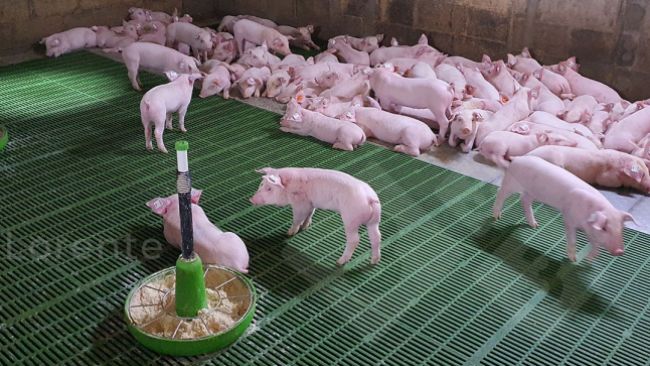 Foto 3: Oben: Die Ferkel ruhen sich richtig aus. Unten: Unzureichende W&auml;rmelampe.
