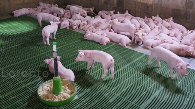 Foto 3: Oben: Die Ferkel ruhen sich richtig aus. Unten: Unzureichende Wärmelampe.