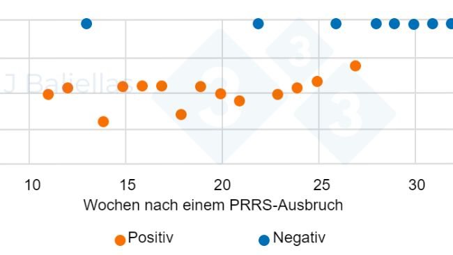 Abbildung 1: Entwicklung der Ct-Werte der PCR in den Wochen nach einem PRRS-Ausbruch