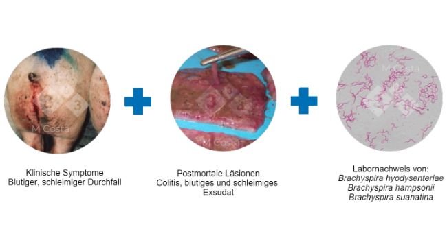 Abbildung 2: Trias von Indizien, die zur Bestätigung der Diagnose der Schweinedysenterie in einem Betrieb vorgeschlagen werden.