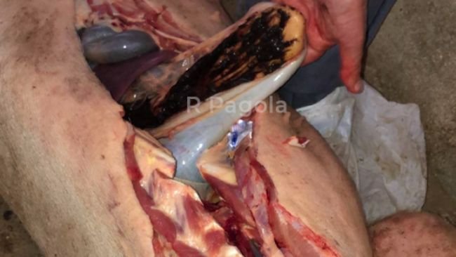 Foto 3: Hämorrhagisches Magengeschwür bei einem erkrankten Schwein.