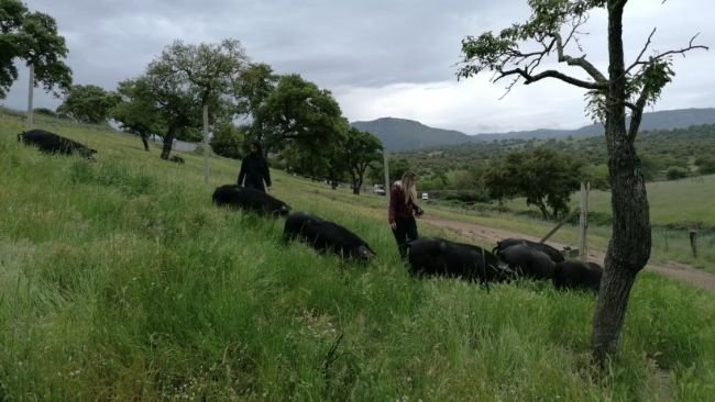 Schweine auf Sardinien