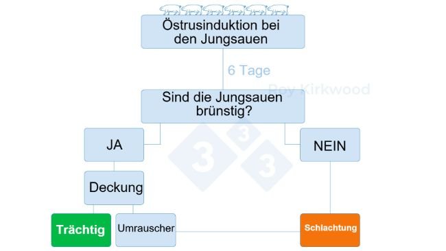 Abbildung 2: Vorgeschlagenes Protokoll entsprechend der Reaktion auf die Pubertätsinduktion. Anmerkung: Wenn 6 Tage nach der Behandlung weniger als 70 % der Jungsauen in der Brunst sind, haben Sie wahrscheinlich Probleme mit der Brunsterkennung.