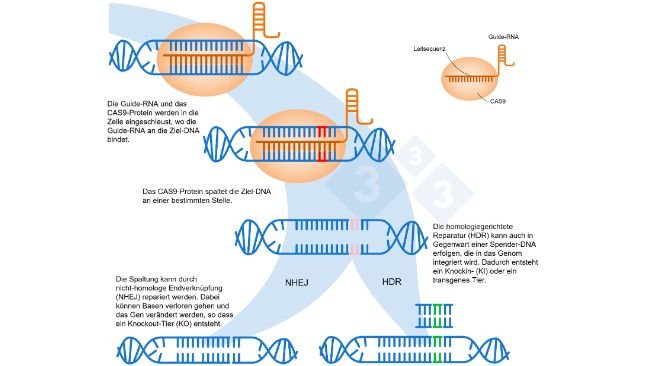 Abbildung 1: Genom-Editierung mit dem CRISPR-Cas9-System. Eine Guide-RNA (sgRNA) erkennt eine spezifische genomische Region, die die DNA-Endonuklease Cas9 aktiviert. Dieses Enzym spaltet die beiden DNA-Stränge an einer ganz bestimmten Stelle. Nach: https://es.moleculardevices.com/applications/gene-editing-with-crispr-engineering