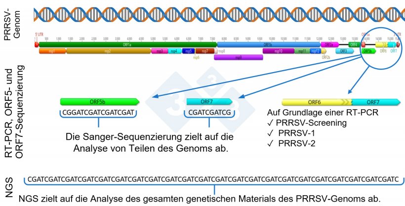 Abbildung 1: Schematische Darstellung eines kompletten PRRSV-Genoms (GenBank U87392) und der Zielregionen f&uuml;r verschiedene Diagnosetests. In den USA zielen RT-PCR-Tests zum Nachweis von impfstoff&auml;hnlichen modifizierten Lebendviren (MLV) auf die nsp2-Region ab. Die CLAMP-Sequenzierung, die die Amplifikation von MLV-Impfviren w&auml;hrend der Sanger-Sequenzierung blockiert, zielt auf das ORF5-Gen ab.
