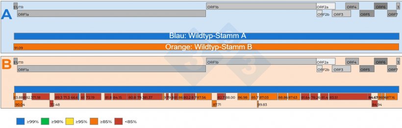 Abbildung 2: A) Schematische Darstellung eines Vergleichs zweier kompletter PRRSV-Genomsequenzen, die aus einer gepoolten 15:1-Serumprobe mit einem Ct-Wert von 18,4 gewonnen wurden. Ein Virus wurde als Referenz festgelegt (blaue Farbe). Der Grad der Nukleotidähnlichkeit zwischen den Viren wird durch Zahlen in den roten Feldern dargestellt. B) Schematische Darstellung eines Vergleichs von zwei PRRSV-Genomsequenzen, die aus einer 5:1-gepoolten Serumprobe mit einem Ct-Wert von 19,5 gewonnen wurden. Ein Virus wurde als Referenzstamm festgelegt (blaue Farbe). Der Grad der Nukleotidähnlichkeit zwischen den Genomfragmenten, die aus dem zweiten Virus gewonnen wurden, ist farblich gekennzeichnet und auch durch Zahlen in den roten Feldern dargestellt. Die Gene des PRRSV-Genoms sind im oberen Teil der beiden Grafiken A und B dargestellt. Die einzelnen ORFs, die in einer Sequenz des kompletten PRRSV-Genoms vorhanden sind, werden ebenfalls im oberen Teil der Grafiken A und B dargestellt.