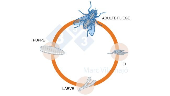 Abb. 1: Lebenszyklus der Fliege