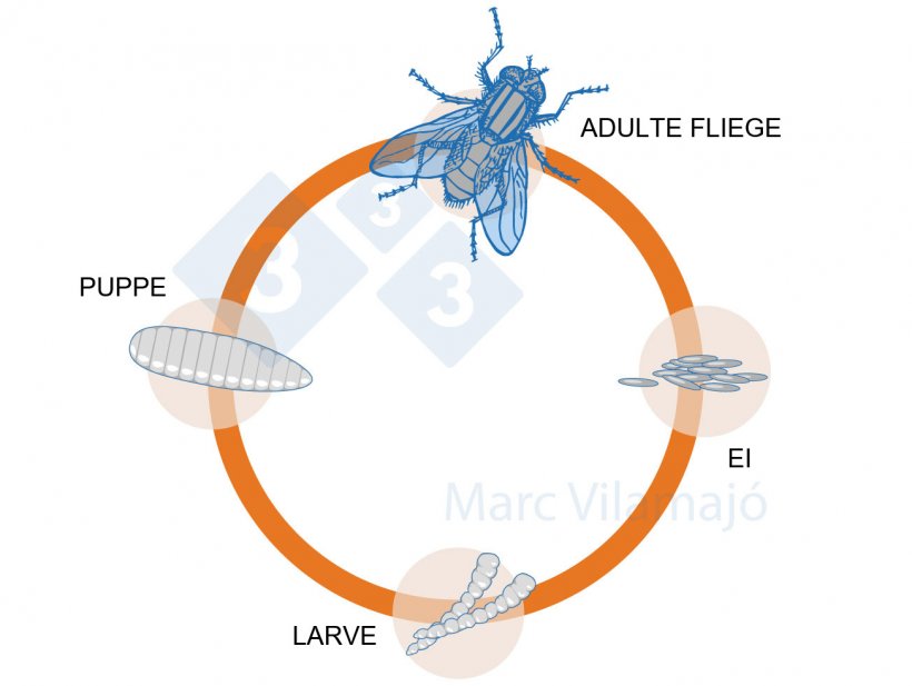 Abb. 1: Lebenszyklus der Fliege