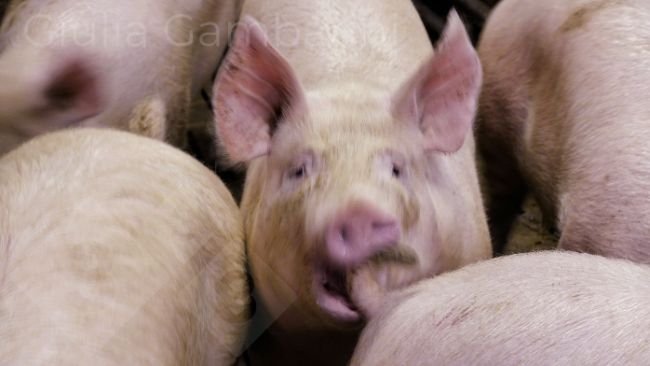 Foto 3: Schwein beißt Schwanz eines Stallgenossen