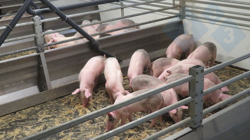 Bucht mit Mastschweinen auf einem beweglichen Boden.

