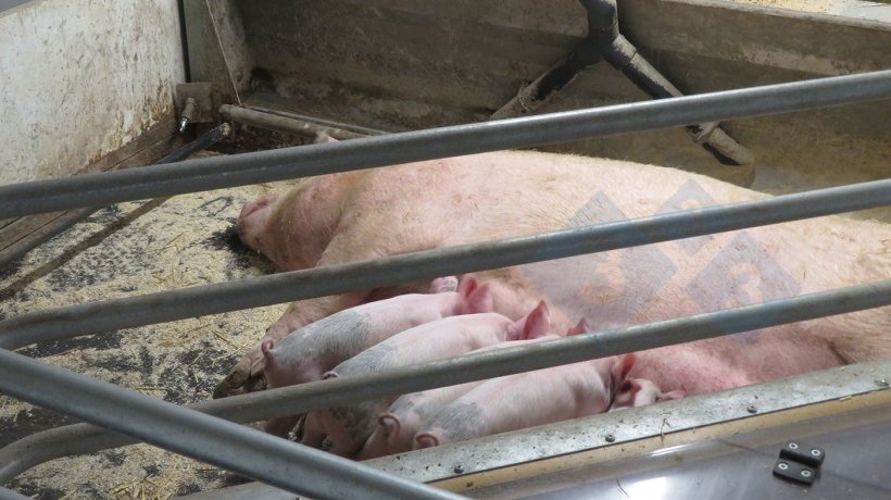 Ein bewegliches Bodensystem f&uuml;r s&auml;ugende Sauen.
