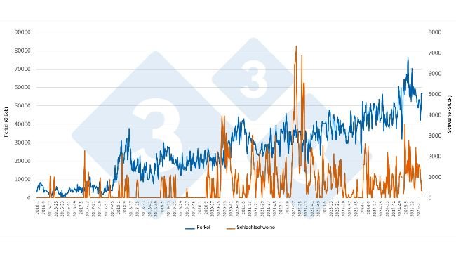 Wöchentliche Entwicklung der spanischen Ferkel- und Schlachtschweinimporte aus den Niederlanden (Januar 2016 – Juni 2025). Quelle: 333-Redaktion mit RVO-Daten