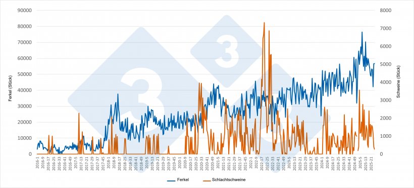 Wöchentliche Entwicklung der spanischen Ferkel- und Schlachtschweinimporte aus den Niederlanden (Januar 2016 – Juni 2025). Quelle: 333-Redaktion mit RVO-Daten