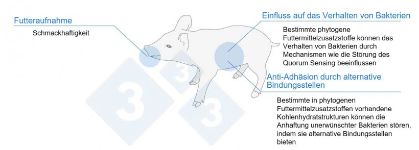 Abbildung 1. Phytogene Futtermittelzusatzstoffe k&ouml;nnen Ferkel auf verschiedene Weise unterst&uuml;tzen.
