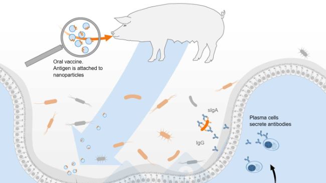 Schematische Darstellung der Aktivierung des gemeinsamen mukosalen Immunsystems durch einen oralen Impfstoff
