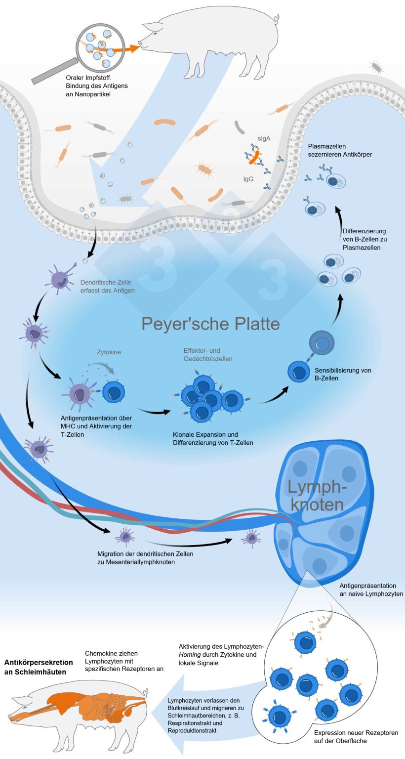 Schematische Darstellung der Aktivierung des gemeinsamen mukosalen Immunsystems durch einen oralen Impfstoff
