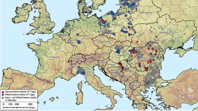 Abb. 1: Ausbr&uuml;che der Afrikanischen Schweinepest (Genotyp II) in Albanien, den baltischen Staaten, Bosnien und Herzegowina, Bulgarien, Deutschland, Griechenland, Italien, Kosovo, Kroatien, Moldawien, Montenegro, Nordmazedonien, Polen, Rum&auml;nien, Schweden, Serbien, Slowakei, Tschechische Republik, Ukraine und Ungarn (20. August 2024 bis 20. August 2025) Datenquelle: ADIS, TSN (Stand: 20. August 2025, 8:40 Uhr)
