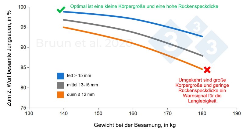 Zusammenhang zwischen Gewicht und Rückenspeckdicke von Jungsauen bei der Erstbelegung und ihrer späteren produktiven Lebensdauer. Bruun et al. (2020): Versuchsbericht Nr. 1206, SEGES Innovation