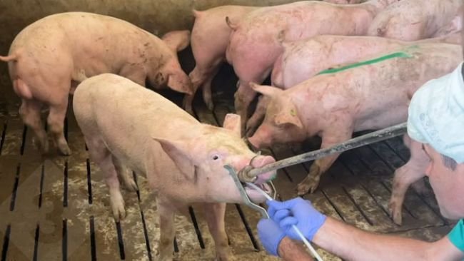 Entnahme von Tonsillenscrubbing-Proben