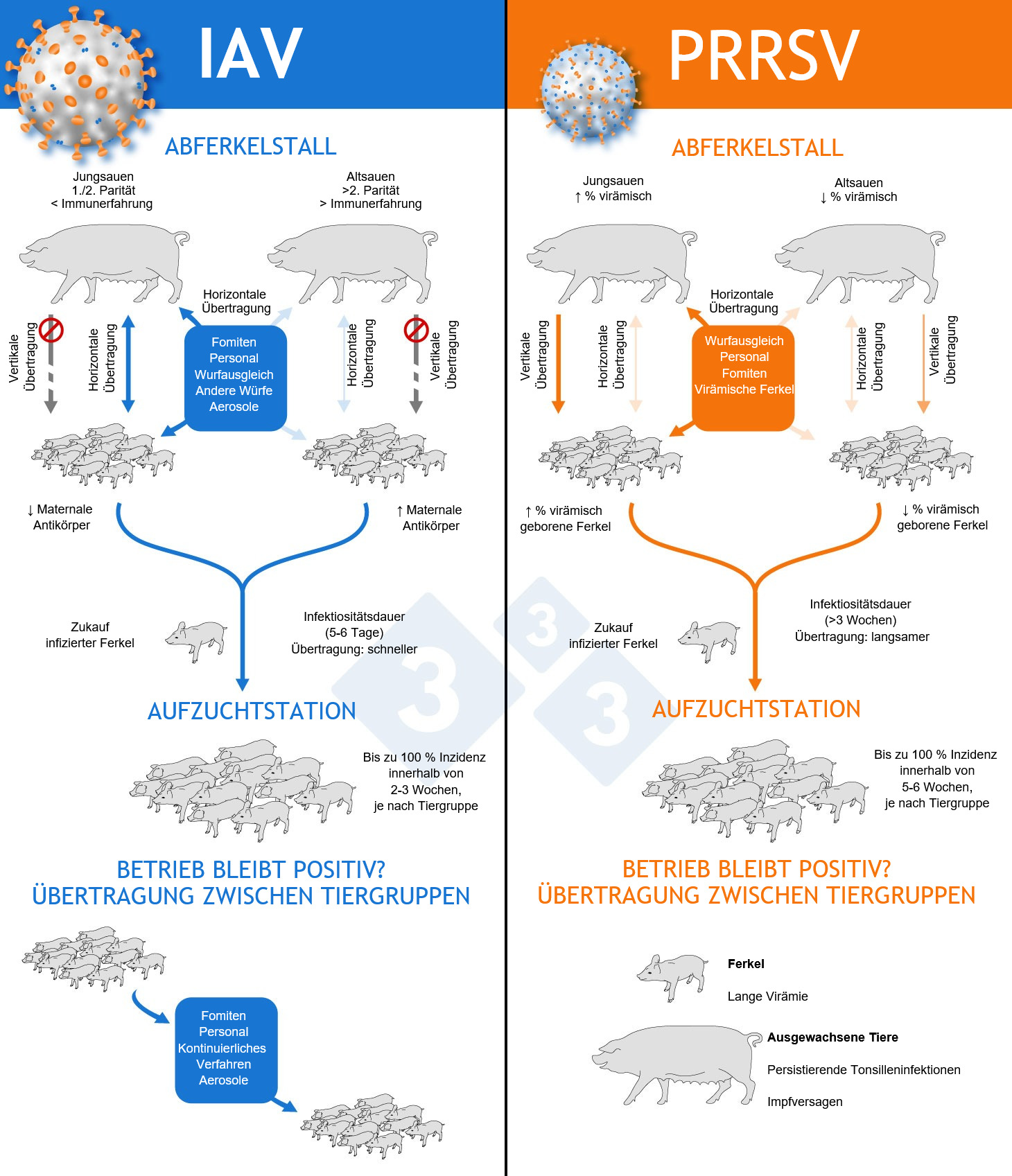 <p>Abb. 1: Mechanismen der endemischen Etablierung von PRRSV und IAV in Betrieben</p>
