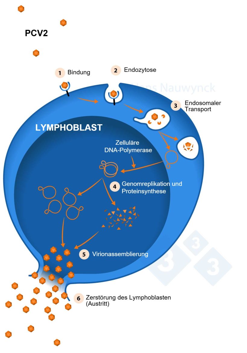 Lymphoblasten sind die Zellen, in denen sich PCV2 vermehrt. Je mehr Lymphoblasten vorhanden sind, desto besser kann sich PCV2 vermehren.
