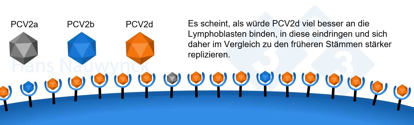 <p><span>PCV2 ist ein Virus, das sich ständig weiterentwickelt. PCV2d ist heute der dominierende Stamm und hat seine Oberfläche verändert, um eine bessere Bindung an seine Rezeptoren auf den Lymphoblasten zu erreichen.</span></p>
