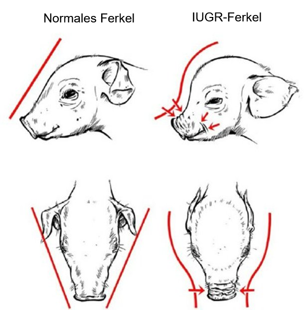 <p>Abb. 2: Delfin&auml;hnliche Kopfform, charakteristisch f&uuml;r IUGR-Ferkel (Hales et al., 2014)</p>
