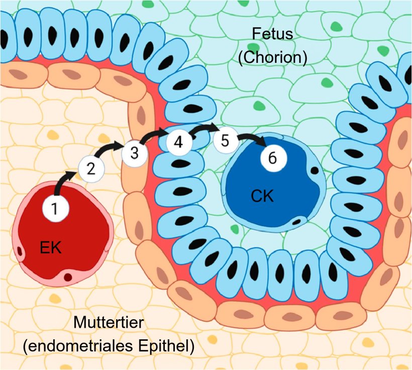 Abb. 3: Schweineplazenta und ihre sechs Schichten: (1) endometriale Kapillaren, (2) endometriales Interstitium, (3) endometriales Epithel, (4) Trophoblastepithel, (5) Chorionstroma und (6) Chorionkapillaren. Quelle: Almeida &amp; Alvarenga, 2022.
