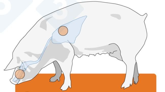 Abb. 2: Verteilung der Influenzavirus-Rezeptoren bei Menschen, Vögeln und Schweinen. Es gibt zwei Hauptkonfigurationen dieser Rezeptoren: α-2,3, die ausschließlich bei Vögeln vorkommt, und α-2,6, die beim Menschen vorherrscht. Schweine besitzen beide Konfigurationen in ihrem Respirationstrakt und können daher leichter sowohl von aviären als auch von humanen Viren infiziert werden.