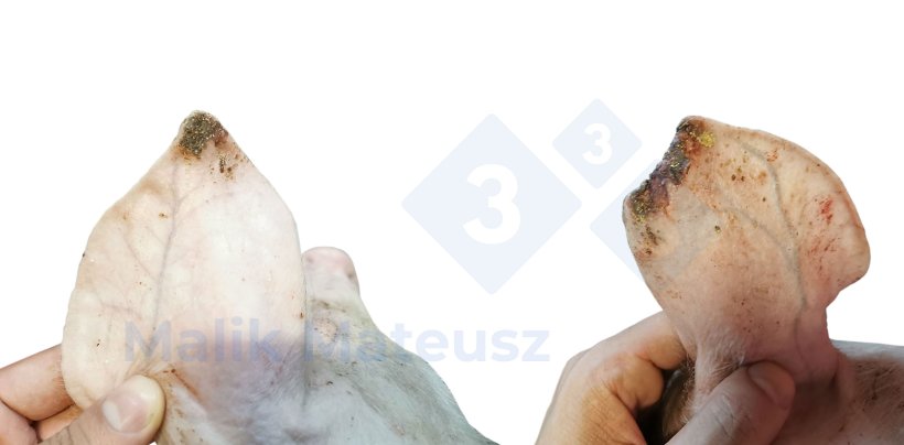 Leichte und mittelschwere L&auml;sionen
