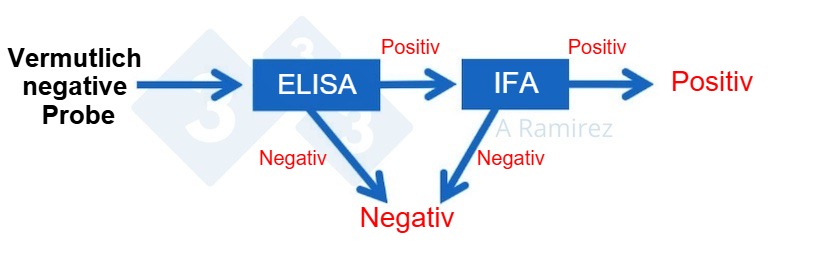Diagramm zum Einsatz des ASF-IFA als Bestätigungstest für Proben