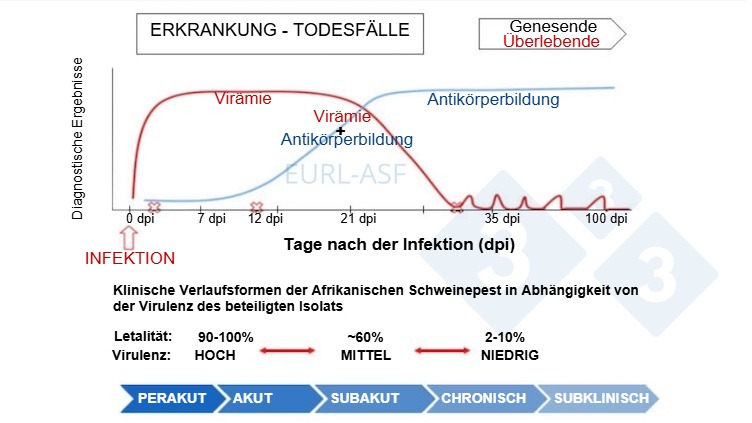Schematische Darstellung des Virus- und Antikörpernachweises sowie der Variabilität der Virulenz von Isolaten nach Exposition mit ASP