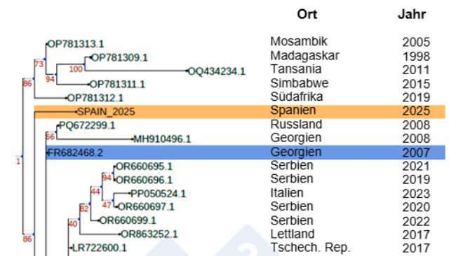Abb. 1: Phylogenetische Verwandtschaft des Stammes Sp25 (in Orange) im Vergleich zu anderen afrikanischen und europ&auml;ischen ASPV-Isolaten nach der Einschleppung des Stammes Georgia 2007 (in Blau) nach Europa. Autoren: Dr. Toni Gabald&oacute;n und Marina Marcet-Houben (IRB)
