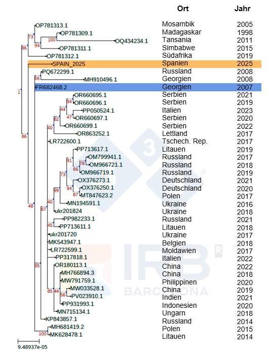 <p>Abb. 1: Phylogenetische Verwandtschaft des Stammes Sp25 (in Orange) im Vergleich zu anderen afrikanischen und europäischen ASPV-Isolaten nach der Einschleppung des Stammes Georgia 2007 (in Blau) nach Europa. Autoren: Dr. Toni Gabaldón und Marina Marcet-Houben (IRB)</p>