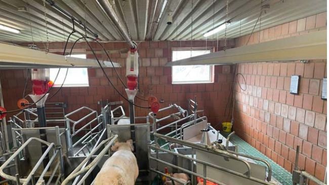 Die KI-basierte, smarte Abferkelbucht, entwickelt von WEDA Dammann & Westerkamp und VetVise, gewinnt den 2026 DLG Innovation Award EuroTier in Gold sowie den Animal Welfare Award (AWA).