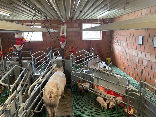 Die KI-basierte, smarte Abferkelbucht, entwickelt von WEDA Dammann & Westerkamp und VetVise, gewinnt den 2026 DLG Innovation Award EuroTier in Gold sowie den Animal Welfare Award (AWA).